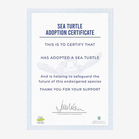 Adopt a Sea Turtle