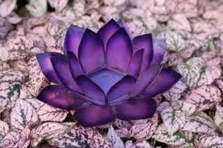 Lotus Tea Light Holder - Large