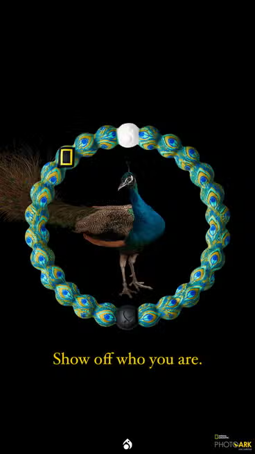 Lokai Bracelet Nat Geo Peacock