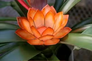 Lotus Tea Light Holder - Large