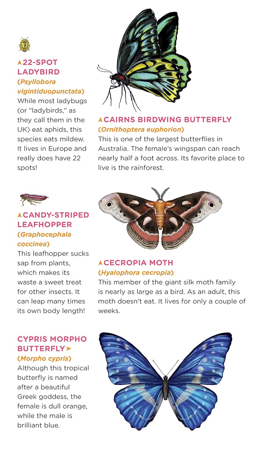 Butterflies Tattoo Pack