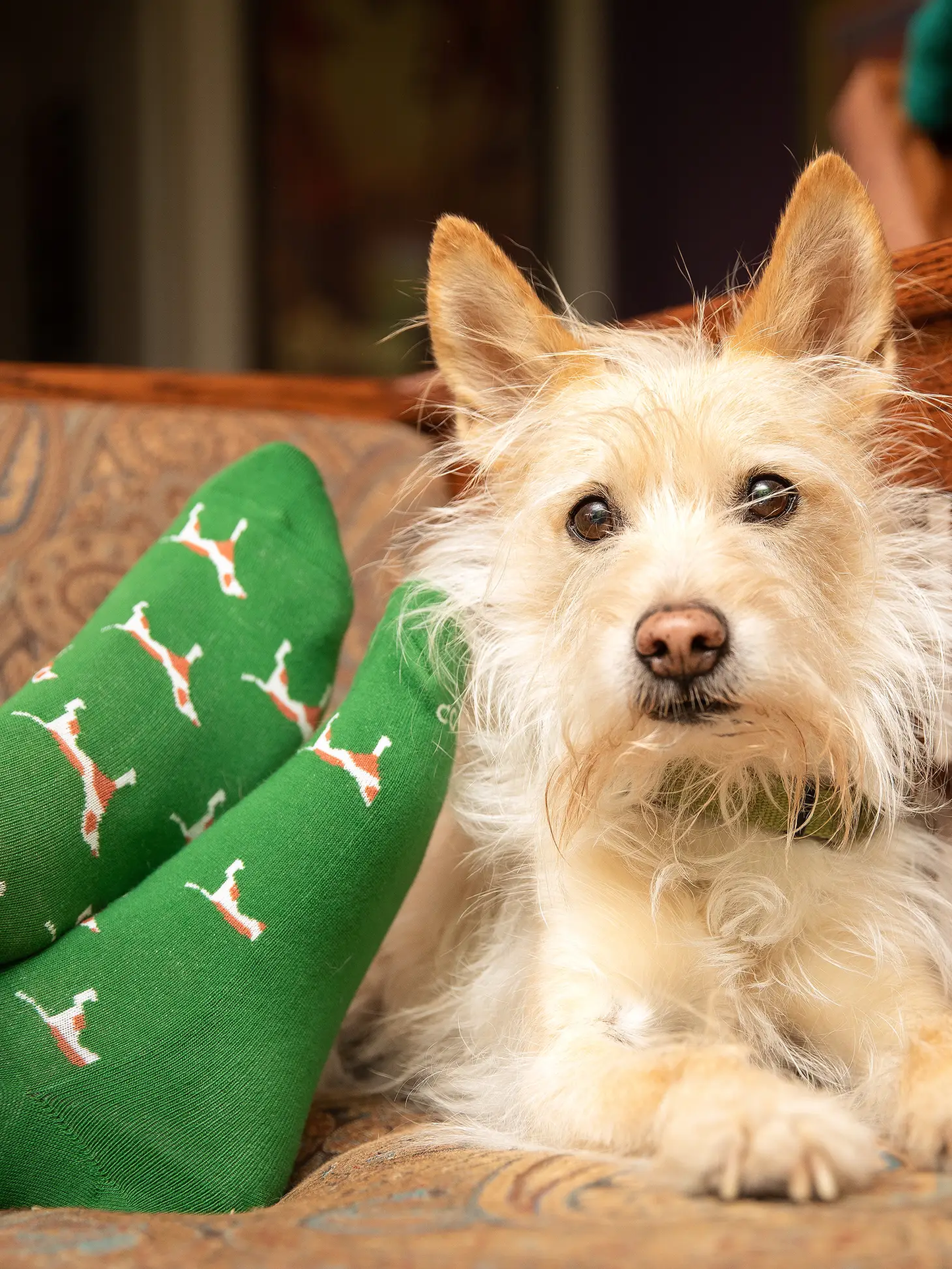 Socks That Save Dogs