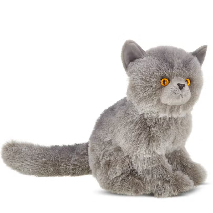 Gordie the Grey Persian Cat