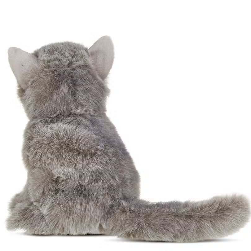 Gordie the Grey Persian Cat