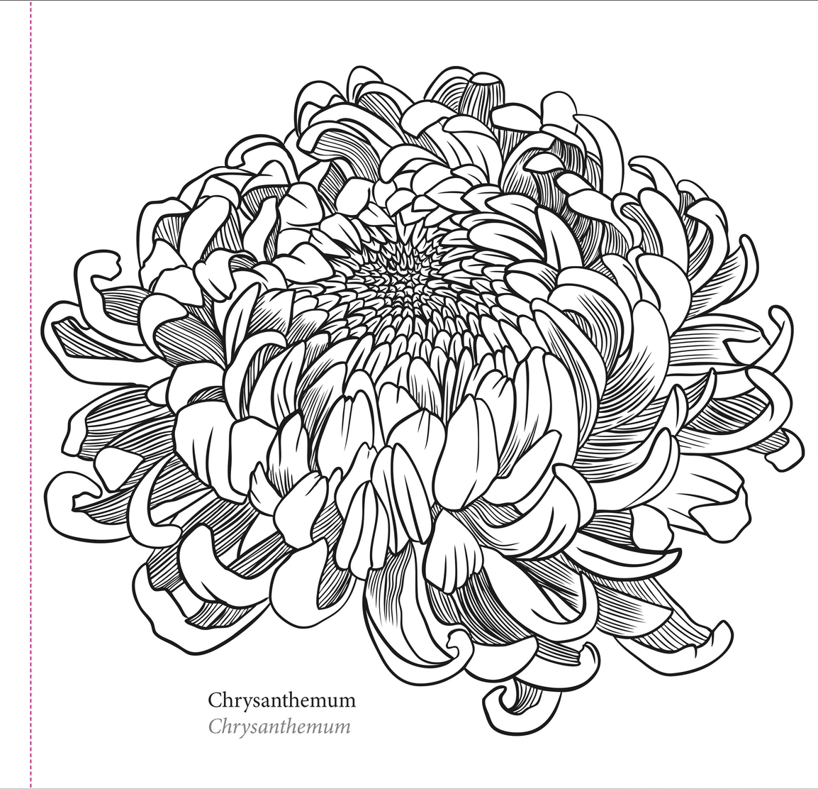 Spring Blooms Coloring Book