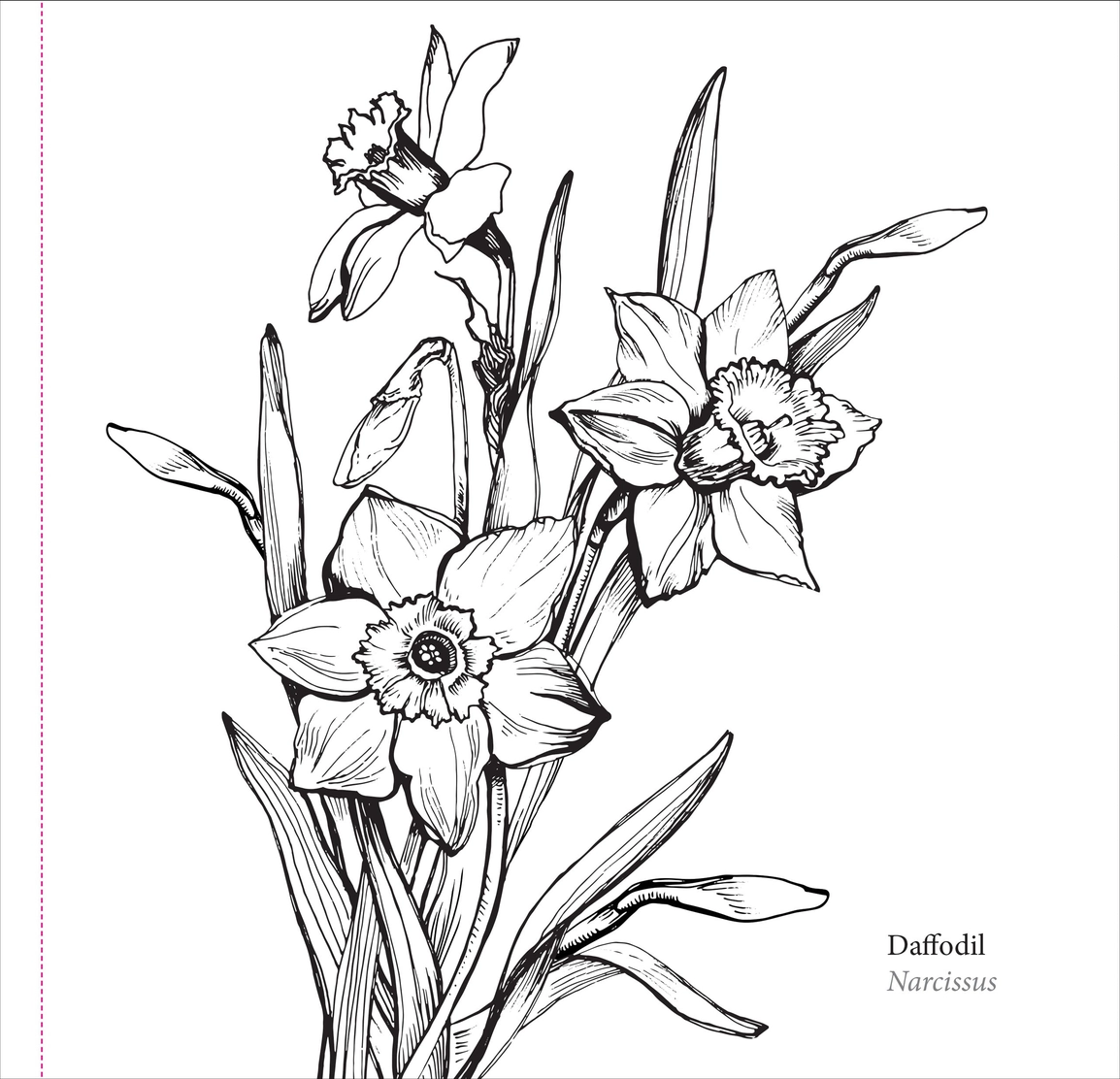 Spring Blooms Coloring Book