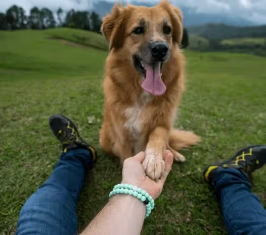 Lokai Bracelet Animal Rescue