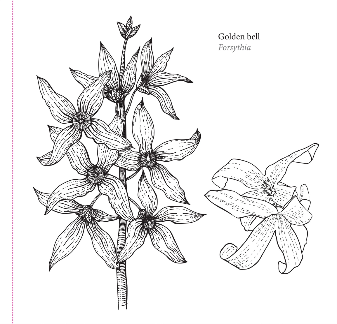 Spring Blooms Coloring Book