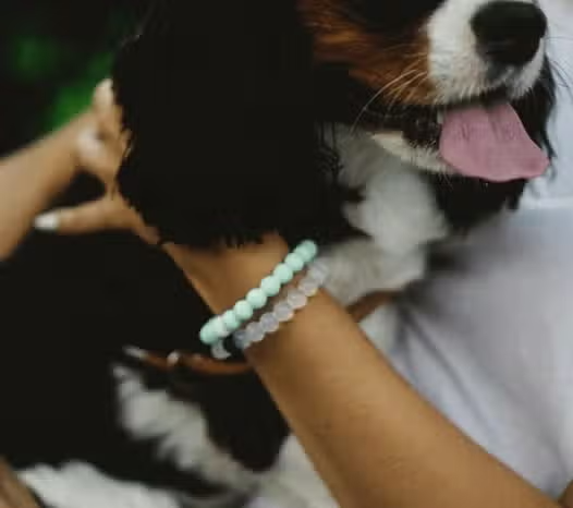 Lokai Bracelet Animal Rescue