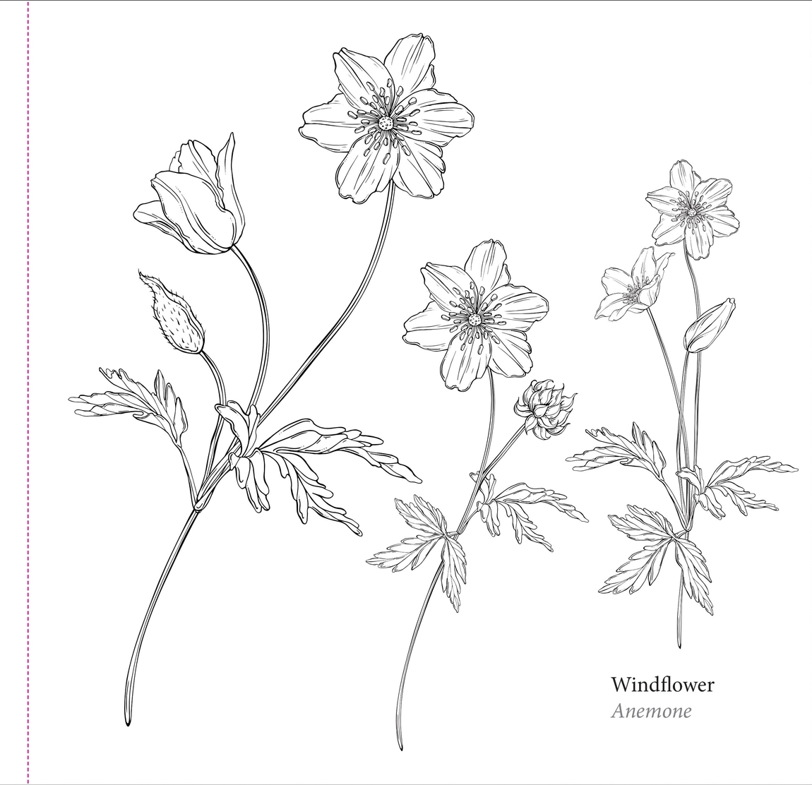 Spring Blooms Coloring Book